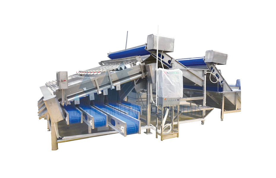 Shrimp Grading Conveyor