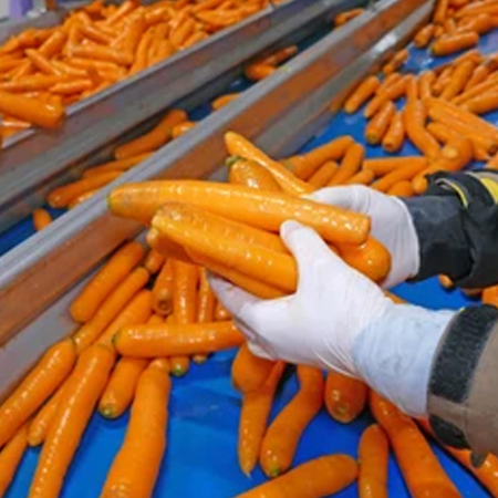 Carrot/Ginger Processing Line